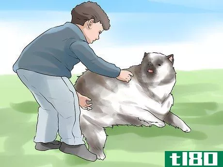 Image titled Identify a Keeshond Step 10