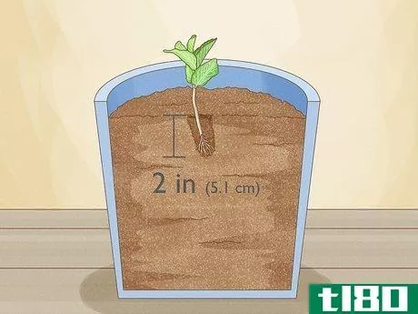 Image titled Grow Mint from Cuttings Step 5