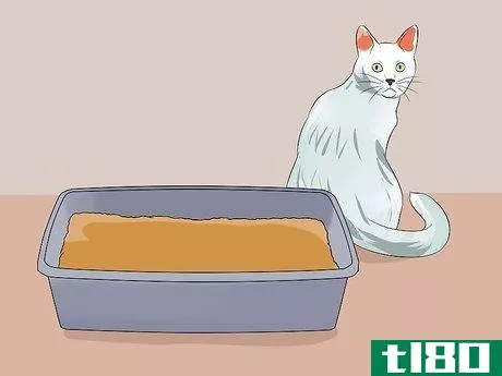 Image titled Know Your Cat's Age Step 11