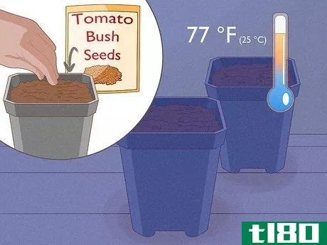 Image titled Grow Tomatoes in Pots Step 3