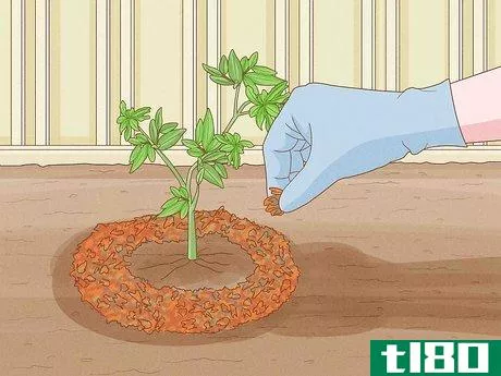 Image titled Grow a Pomegranate Tree Step 9