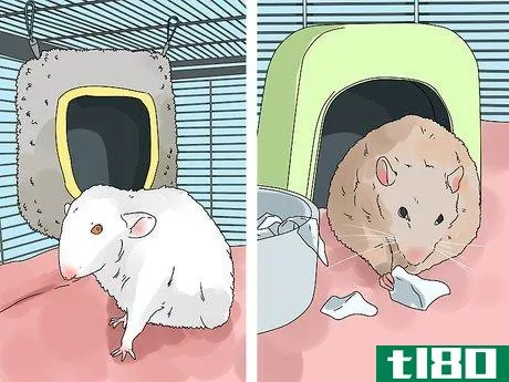 Image titled Introduce a New Pet Rat to Another Rat Step 4