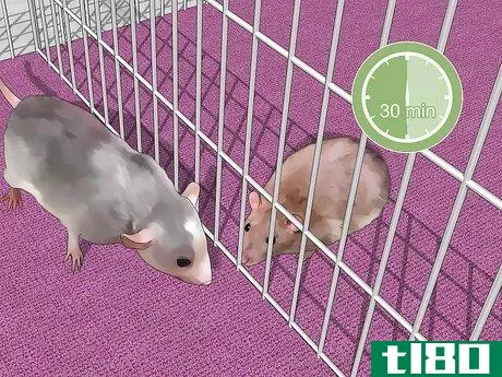 Image titled Introduce Pet Rats Step 3