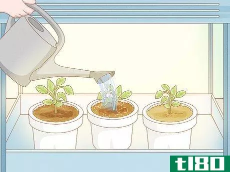 Image titled Grow Tobacco Inside Step 12