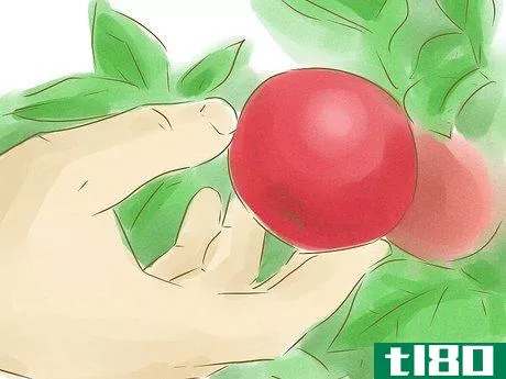 Image titled Tell if Apples on Your Tree Are Ripe Step 6