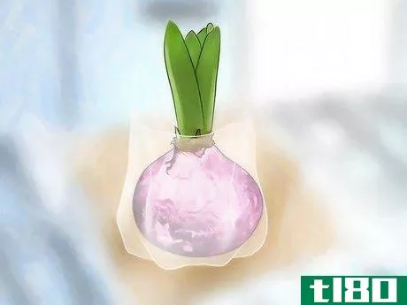 Image titled Grow a Hyacinth Bulb in Water Step 3