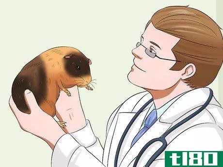 Image titled Get Your Guinea Pig to Trust You Step 10