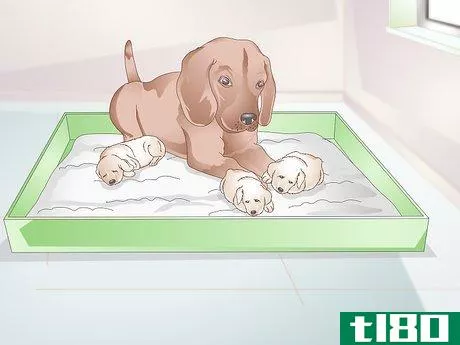 Image titled Get a Litter of Puppies to Sleep Step 9