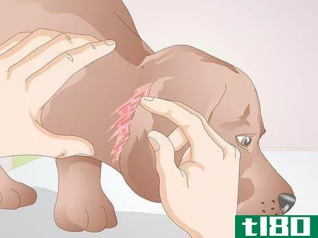 Image titled Identify Canine Ear Mites Step 6