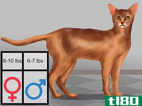 如何识别一只阿比西尼亚猫(identify an abyssinian cat)