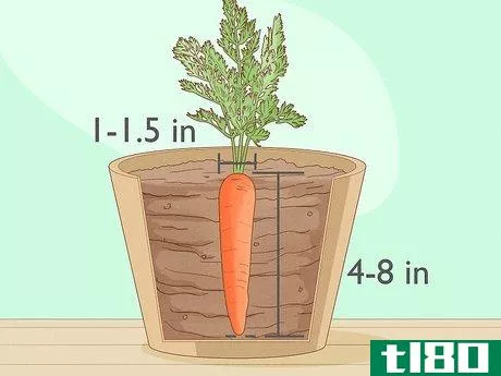 Image titled Harvest Carrots Step 4
