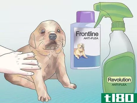 Image titled Get Rid of Fleas on a Puppy Too Young for Normal Medication Step 6