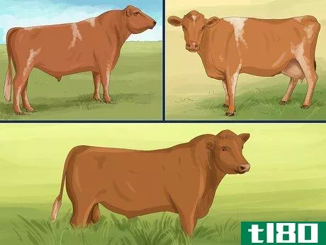 Image titled Identify Guernsey Cattle Step 3