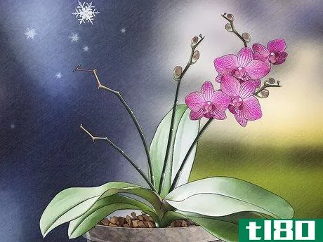 Image titled Grow Orchids in a Greenhouse Step 17