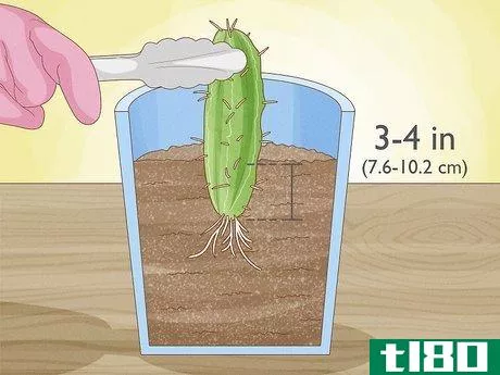 Image titled Grow Cactus in Containers Step 9
