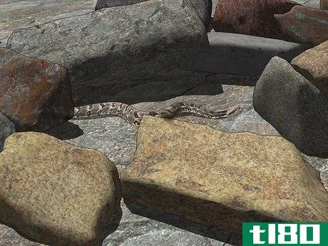 Image titled Identify a Timber Rattlesnake Step 10