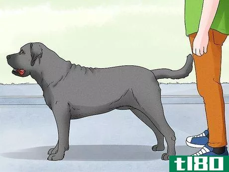 Image titled Identify a Mastiff Step 14