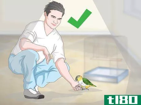 Image titled Handle Your Caique Parrot Step 11