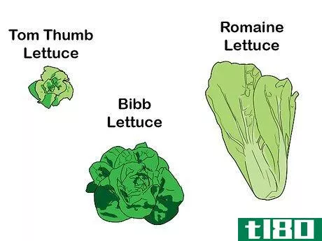 如何种植水培生菜(grow hydroponic lettuce)