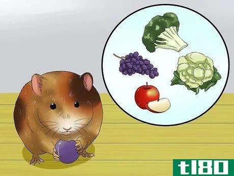 Image titled Know when Your Hamster Is Pregnant Step 11
