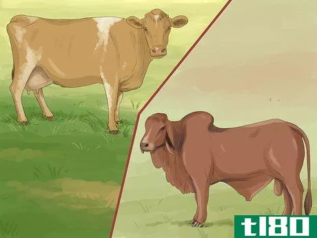 Image titled Identify Guernsey Cattle Step 4