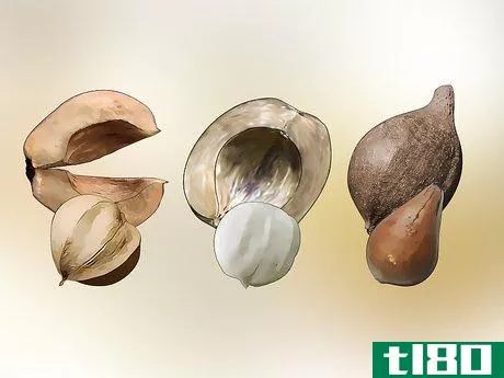 Image titled Identify Hickory Nuts Step 6