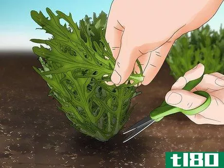 Image titled Grow Endive Step 13