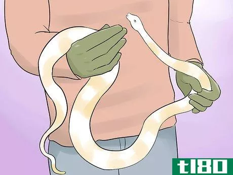 Image titled Hold a Snake Step 9