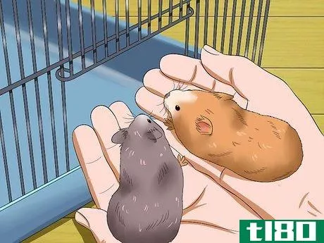 Image titled Get Hamsters to Stop Fighting Step 13