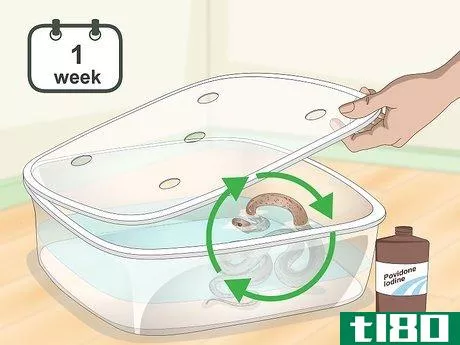 Image titled Get Rid of Mites on Snakes Step 6