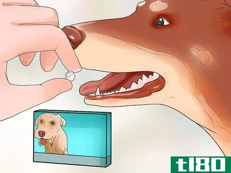 Image titled Keep Fleas Off Dogs Step 4