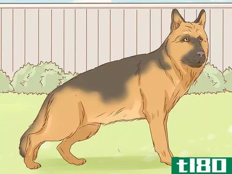 Image titled Identify a German Shepherd Step 4