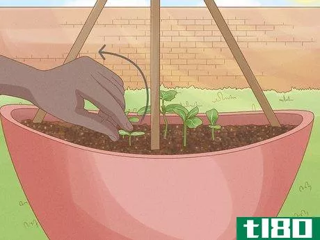 Image titled Grow Cucumbers in Pots Step 16