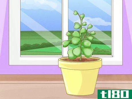 如何让荷叶植物开花(get a hoya plant to bloom)