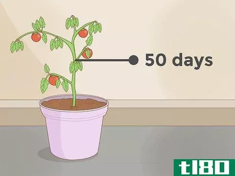 Image titled Grow Plants Faster Step 8