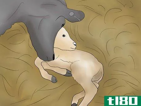 Image titled Help a Cow Give Birth Step 7