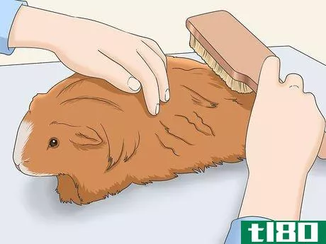 Image titled Get Knots Out of a Guinea Pig's Fur Step 4