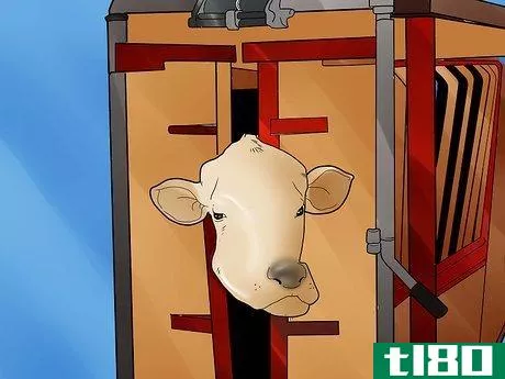 Image titled Help a Cow Give Birth Step 3