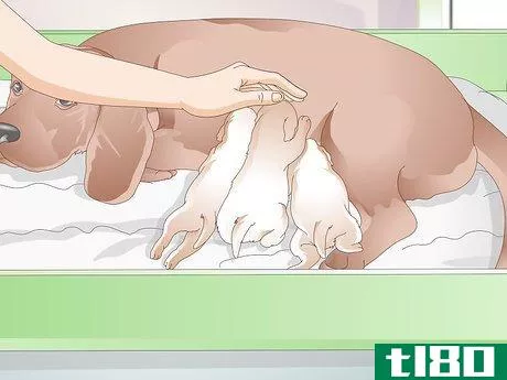 Image titled Get a Litter of Puppies to Sleep Step 11