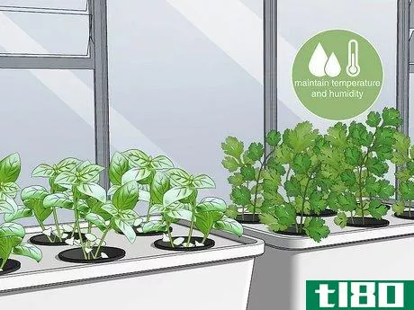 Image titled Grow Hydroponic Vegetables Step 7