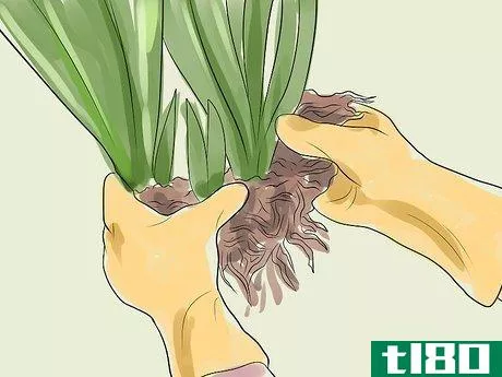 Image titled Get Irises to Bloom Step 1
