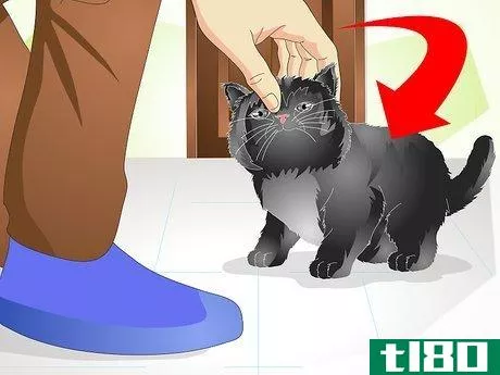 如何帮助一只小猫熟悉你的家(help a new kitten become familiar with your home)