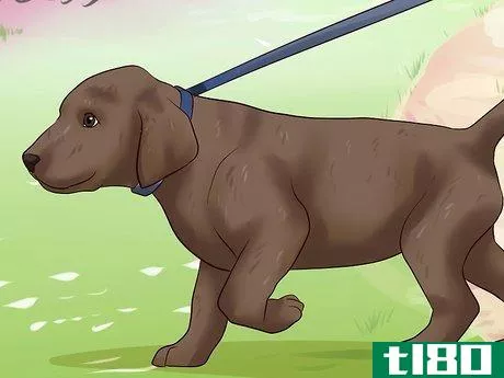 Image titled Get Your Puppy to Stop Biting Step 15