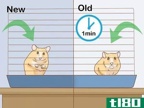 Image titled Introduce Two Dwarf Hamsters Step 12