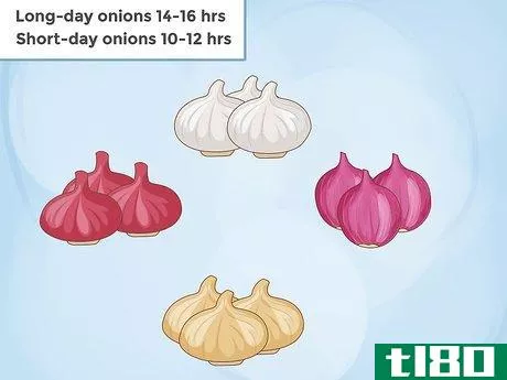 如何种洋葱(grow onions)