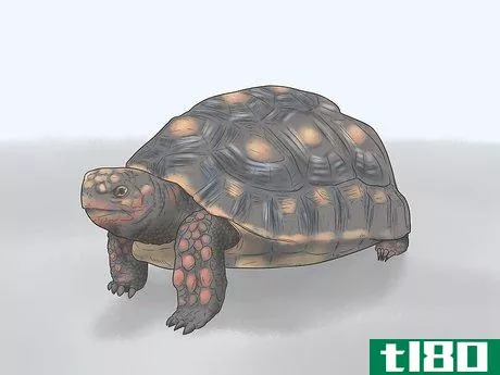Image titled Identify Turtles Step 11