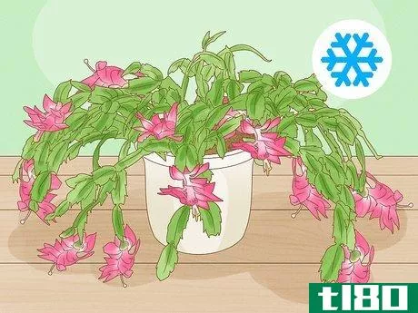 Image titled Get a Christmas Cactus to Bloom Step 1