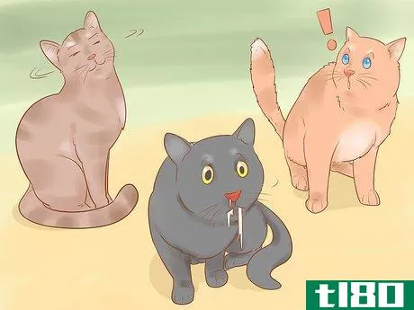 Image titled Identify and Treat Liver Shunts in Cats Step 2