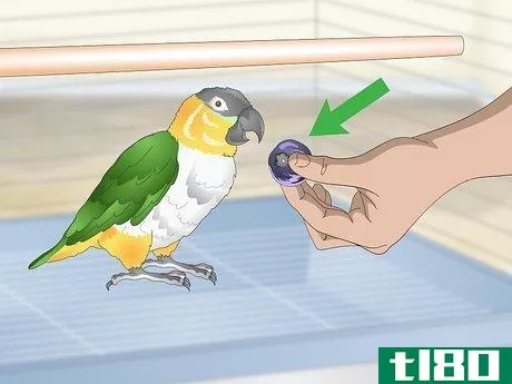 Image titled Handle Your Caique Parrot Step 2