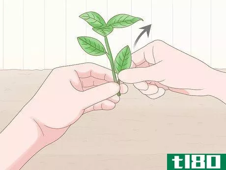 Image titled Grow Gardenia from Cuttings Step 3